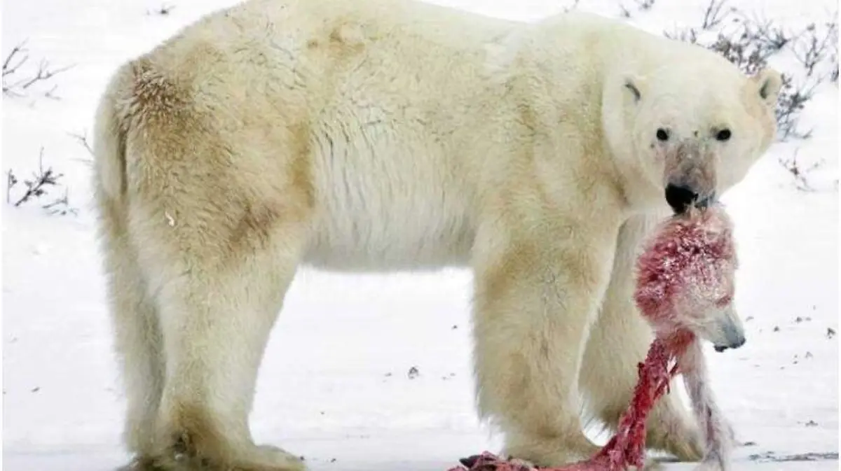 oso polar canibalismo